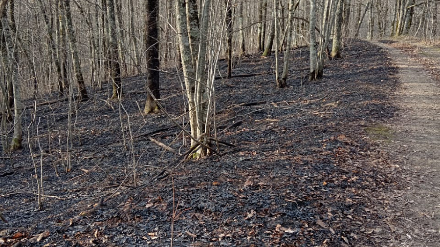 В Туапсинском районе спустя почти сутки потушили крупный лесной пожар