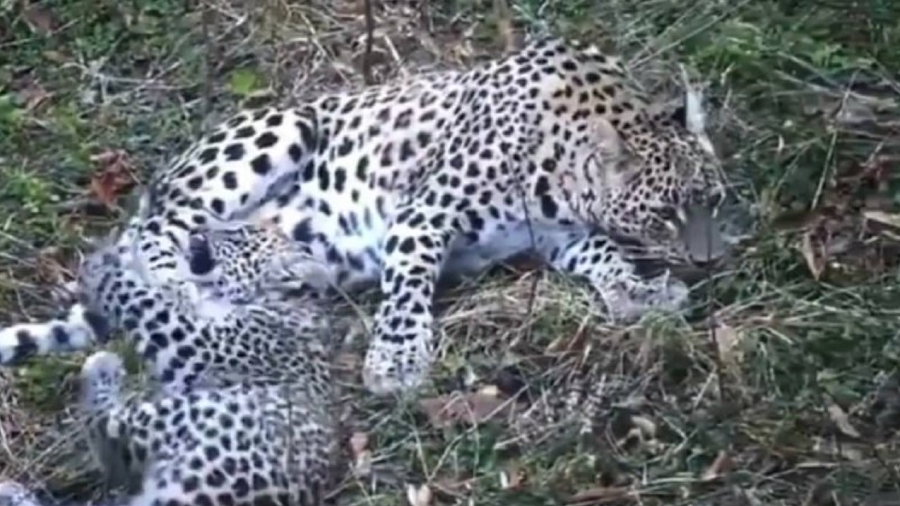 Стали известны имена, данные четырехмесячным малышам леопарда в национальном парке Сочи