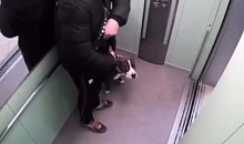 Полиция ищет краснодарца, избившего собаку в лифте за лужу