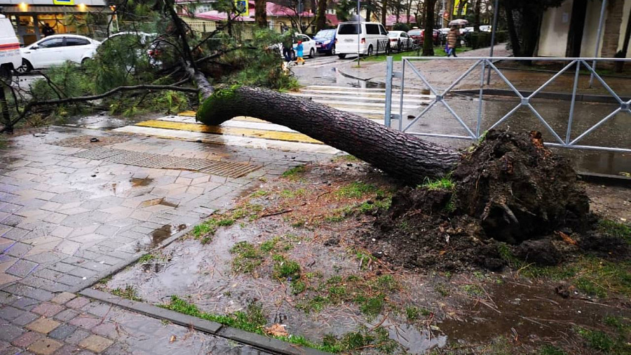 По Сочи пронесся мощный ураган. Ветер вырывал с корнем деревья и валил их на автомобили