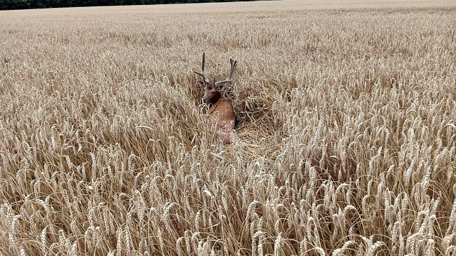 В Краснодарском крае правоохранители разыскивают автомобилиста, сбившего лань