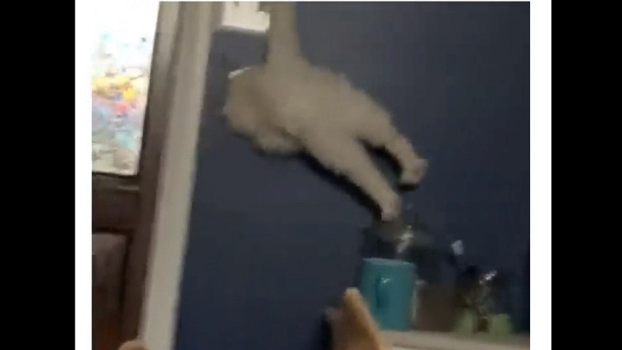 Соцсети насмешил кот, «просочившийся» в узкое отверстие в стене