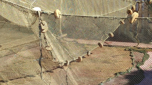 В Анапе предостерегли рыбаков из-за гибели дельфинов в сетях