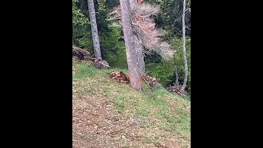 Картина Шишкина: в горах Сочи туристы встретили медведицу с медвежонком (ВИДЕО)