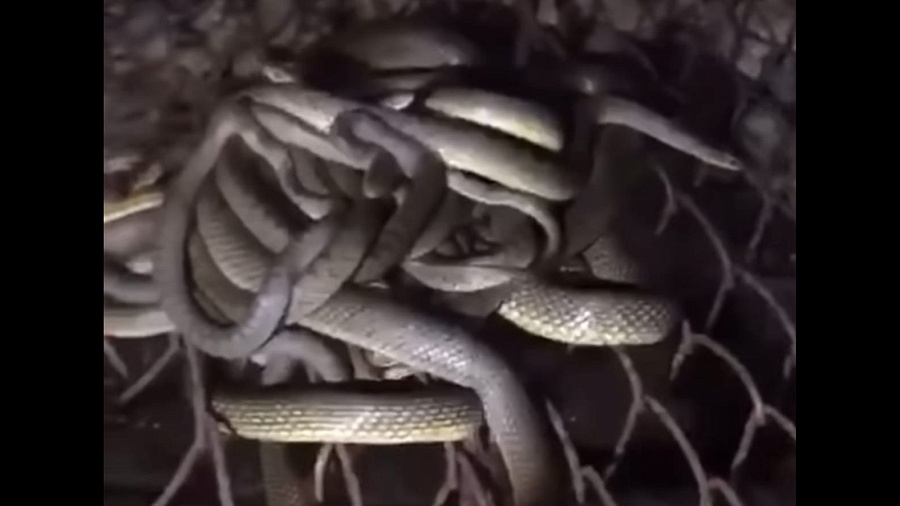 Россияне купили дом в Анапе и обнаружили змеиное логово в подвале. Видео
