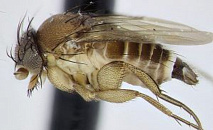 Египет, Турция и Абхазия. Стали известны объемы импорта мандаринов в Краснодарский край