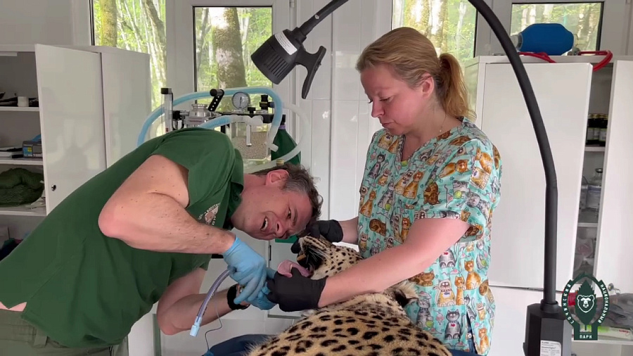В Сочинском национальном парке леопарду Филоу провели стоматологическую операцию 
