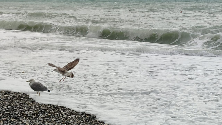 В Сочи и Сириусе ожидается шторм с волнами до 1,5 м