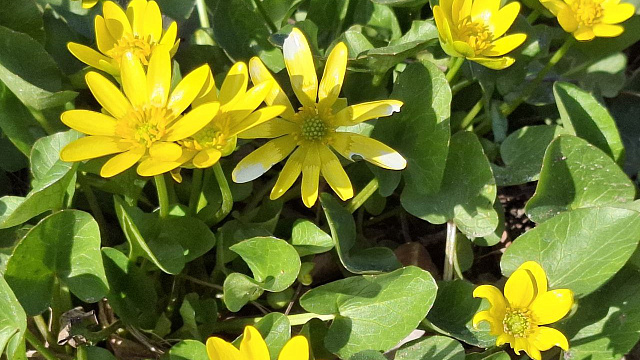 Сухая и ветреная погода ожидается на выходных в Краснодарском крае