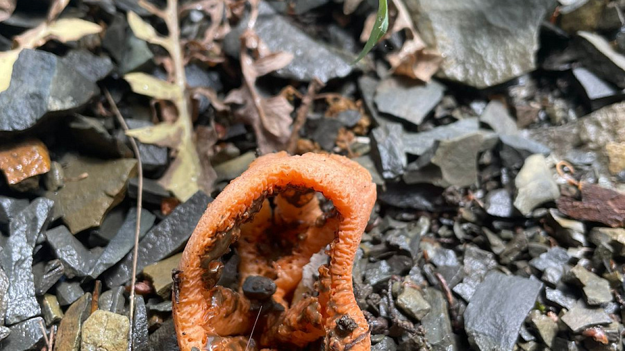 В заповеднике Утриш под Анапой обнаружили редкие грибы с запахом гнилой плоти