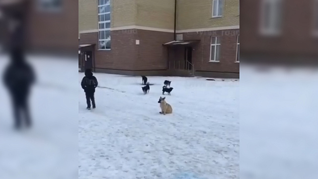 В Новороссийске стая бродячих собак накинулась на школьника