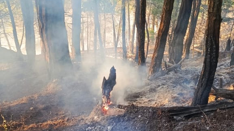 В Архипо-Осиповке на вторые сутки потушили лесной пожар