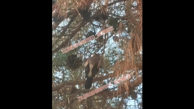 Мяукающую птицу записали на видео жители Новороссийска