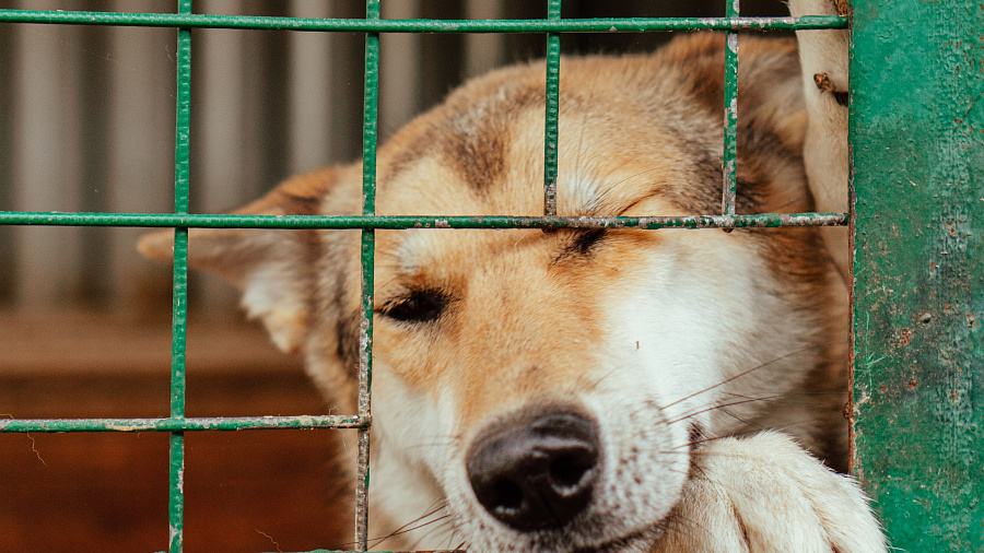 В Сочи мужчину осудили на полгода за жестокое убийство собаки битой