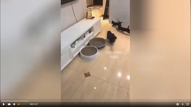 Голодные коты, спешащие к своим мискам, развеселили пользователей Сети