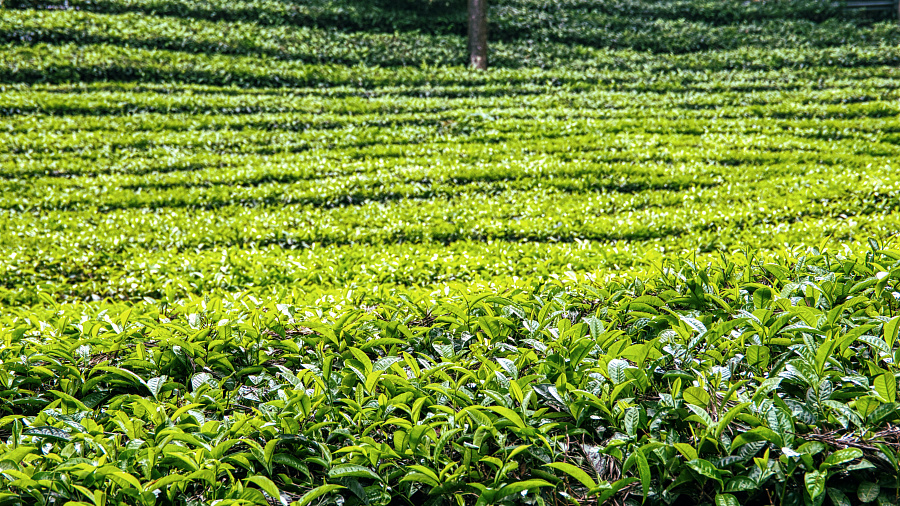 В Краснодарском крае аграрии собрали 380 тонн чайного листа