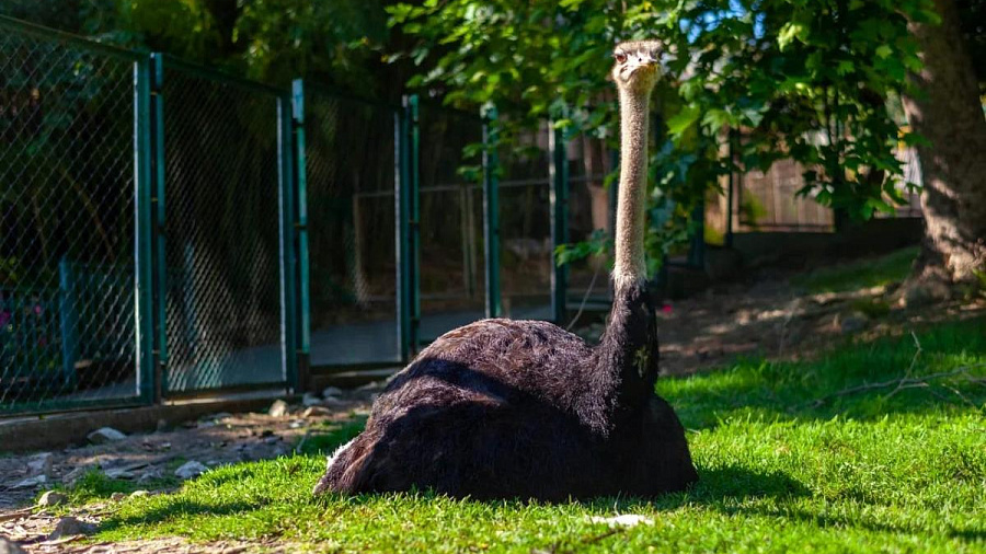 В сочинском «Дендрарии» страус умер из-за патологии сердца 