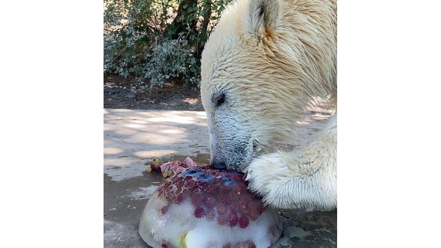 В Сафари-Парке Геленджика на день рождения белым медвежатам подарили фруктовое мороженое. Видео