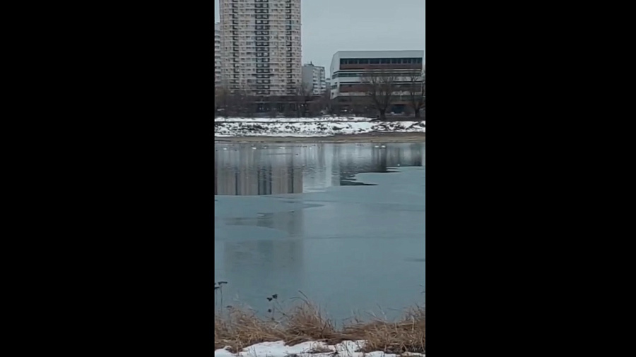 Краснодарцам рассказали о судьбе осиротевших птенцов лебедей на Старобжегокайском озере