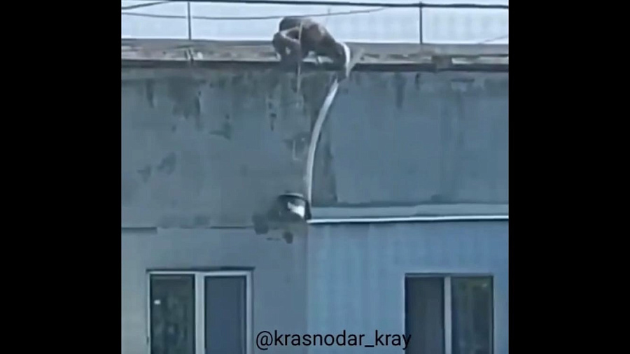 Житель Новороссийска, спасший застрявшего на парапете кота при помощи ведра и обрезка шланга, восхитил пользователей Сети. Видео