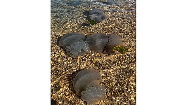 Необычные черные медузы были замечены на берегу Азовского моря на Кубани