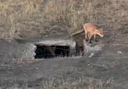 Две лисицы гуляют по Краснодару