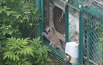 В Сочи туристам ограничили доступ к маршруту, ведущему к озеру Кардывач