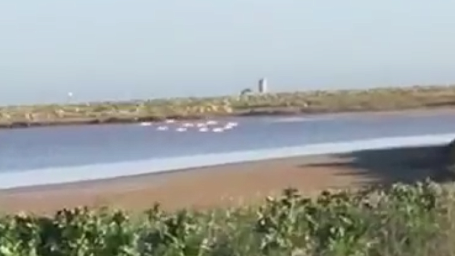 Прилетевшая на озеро в Крыму стая фламинго попала на видео во время брачных игр