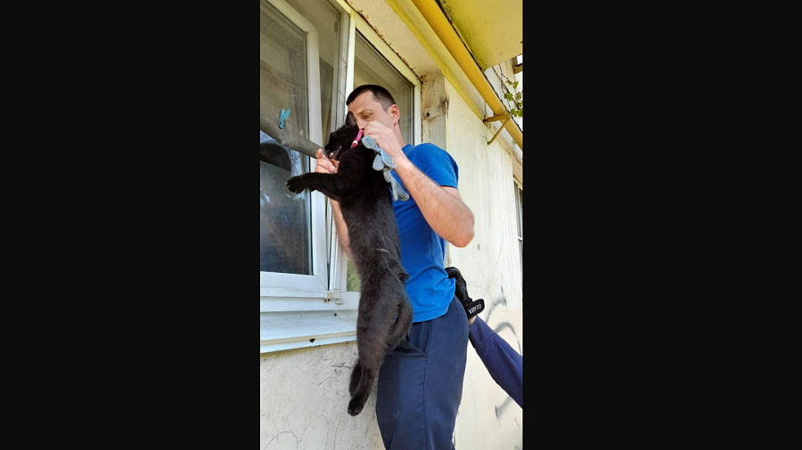 В Новороссийске спасатели помогли коту, застрявшему в окне