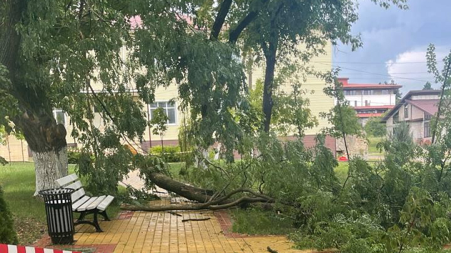 В Краснодарском крае ударом молнии разломало пополам дерево