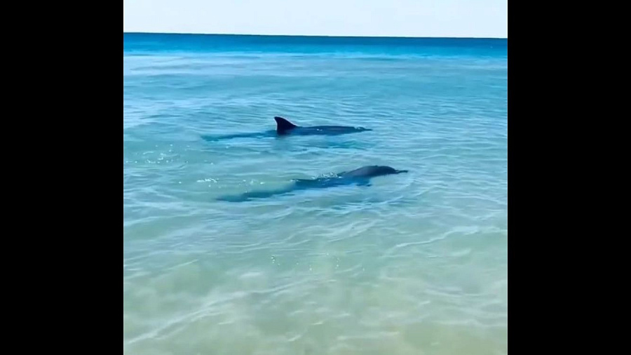 Отдыхающие в Анапе сняли завтрак дельфинов на мелководье. Видео