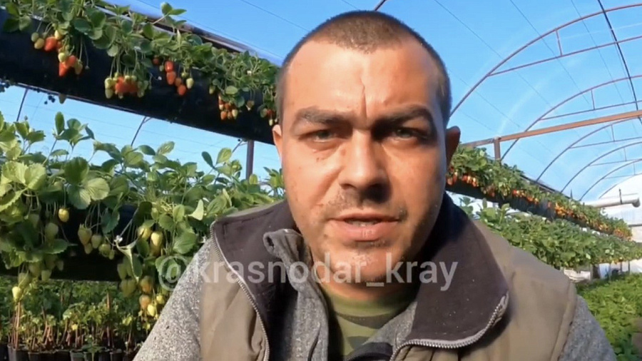 Кубанский фермер призвал шеф-повара Константина Ивлева извиниться перед производителями клубники