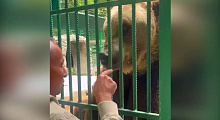 Медведь Винни из Сочи удивил спасателей своей новой жизнью