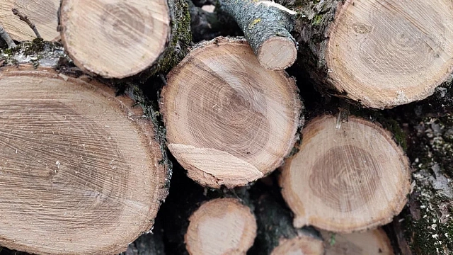 Таможенники Краснодара выявили контрабанду леса на 19 млн рублей