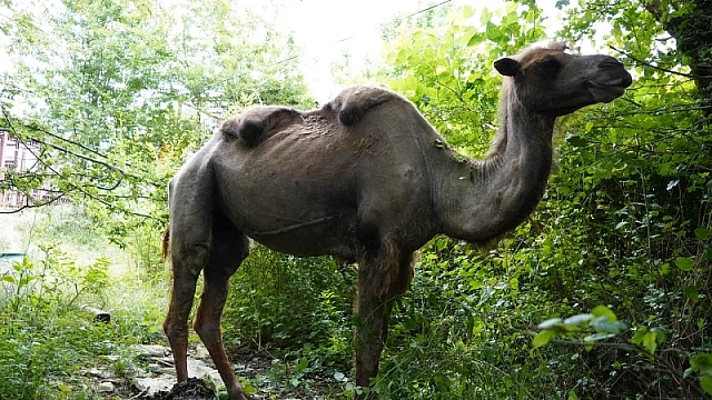 В Сочинском сафари-парке рассказали о состоянии верблюдов после появления фотографии с истощенными животными в Сети