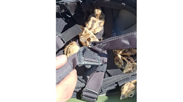 Полиция и спасатели Новороссийска объединились для спасения фазанят из ливневки