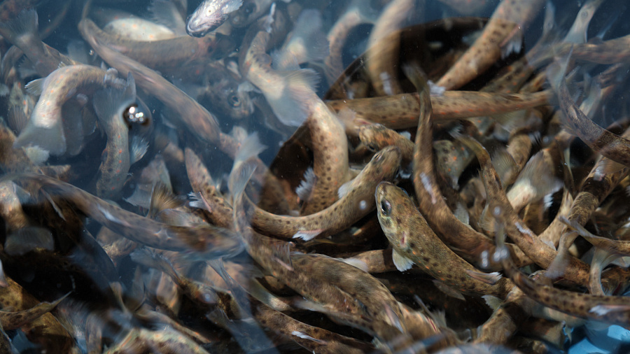 АО «Черномортранснефть» выпустило мальков лосося в бассейн Черного моря 