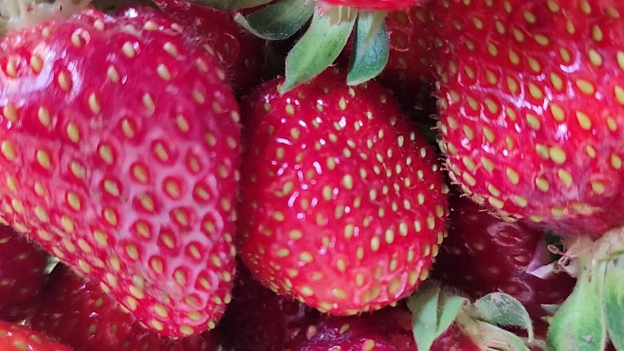 В Новороссийске уничтожили 9 тонн клубники из Египта из-за опасной мухи