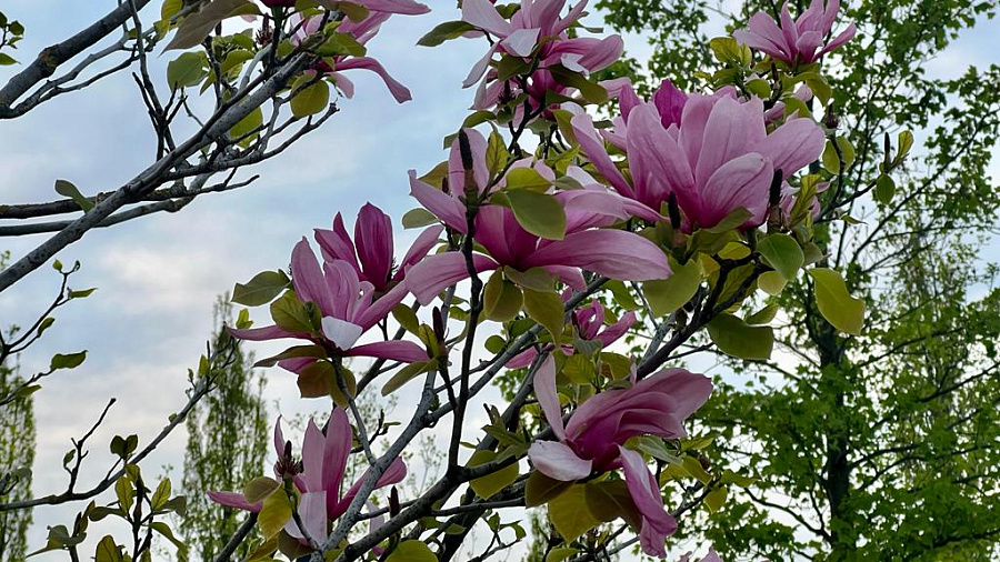 В Краснодаре и крае в первый день майских праздников ожидается небольшое похолодание и усиление ветра