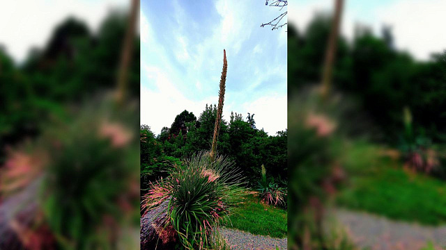 В Сочи впервые за долгое время расцвел 80-летний дазилирион злаколистный