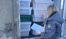 8,6 тонн опасных колбас, рыбы и осетинского сыра задержали на посту ДПС на Кубани