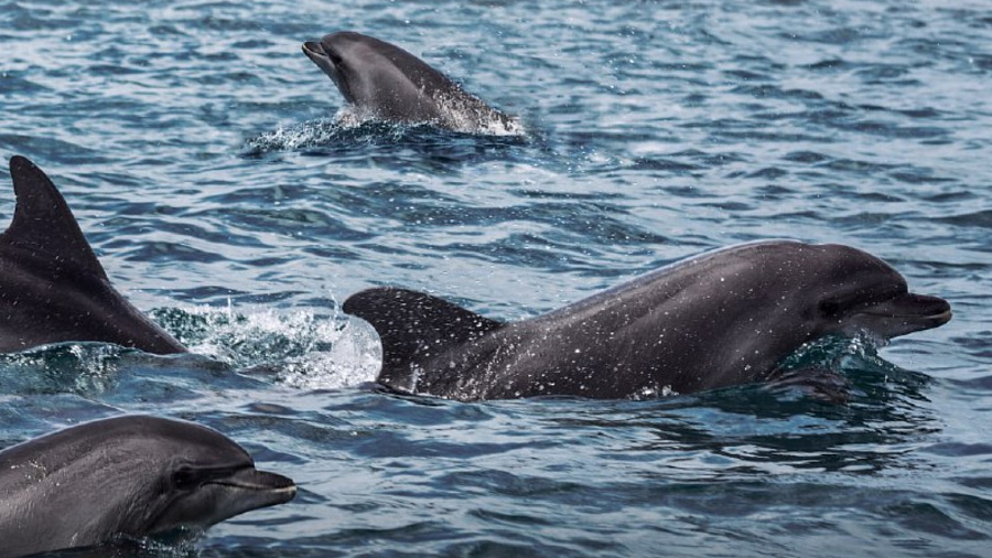 Сотрудники Росприроднадзора взяли пробы воды в Черном море рядом с Геленджиком из-за участившихся случаев гибели дельфинов
