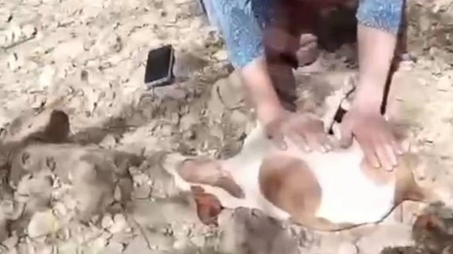 В Сочи неизвестные выбросили беременную собаку с балкона