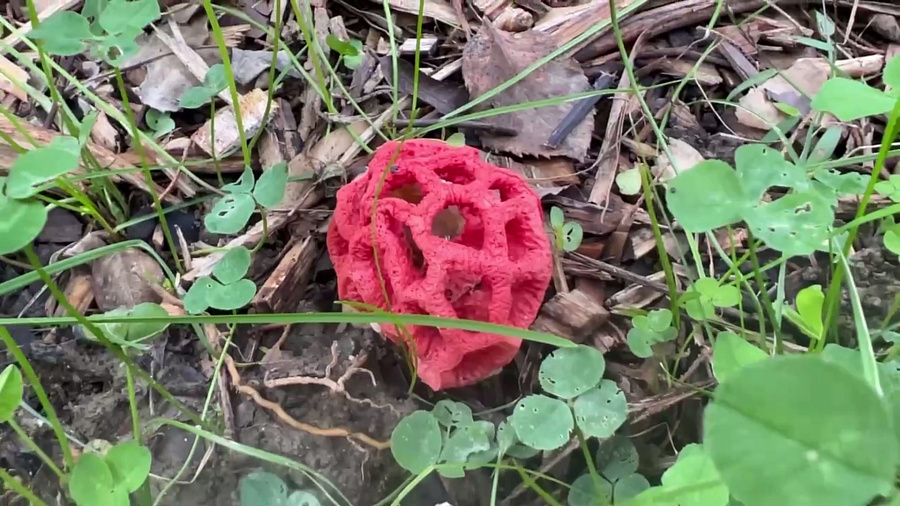 В Сочи обнаружили смертельно ядовитый экзотический гриб, занесенный в Красную книгу