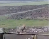 Волки начали охоту на домашних кур в Краснодарском крае