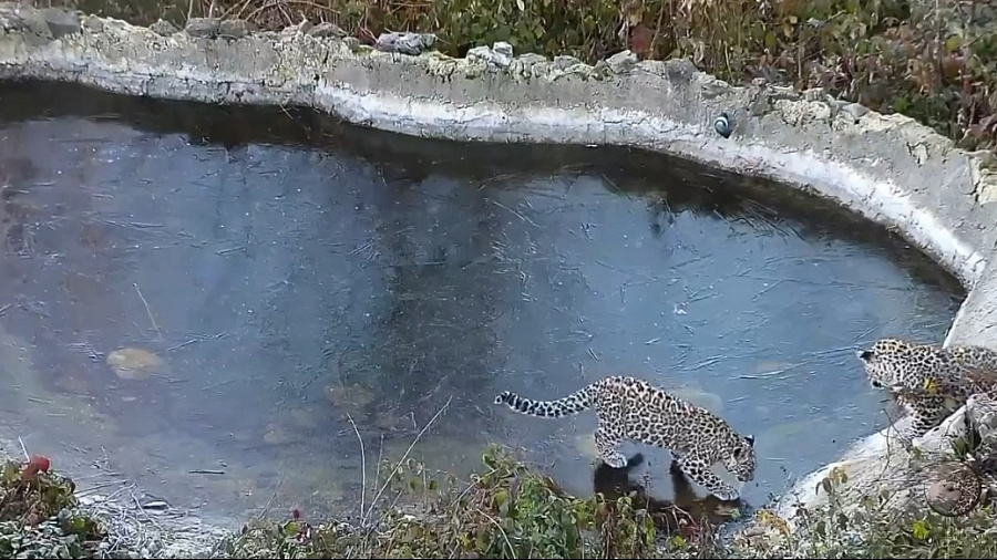В нацпарке Сочи котята леопардов Рица и Терек впервые увидели лед. Видео