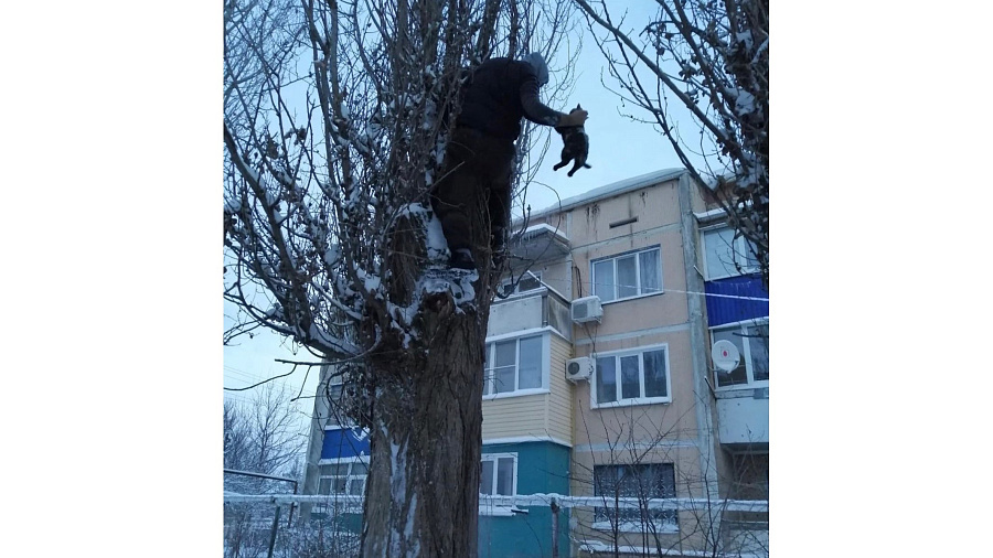 В Краснодарском крае кот, снятый спасателями с дерева, решил покорить новую вершину и снова застрял