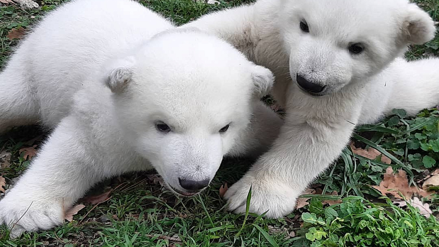 Сафари-парк в Геленджике просит придумать имена для двух белых медвежат
