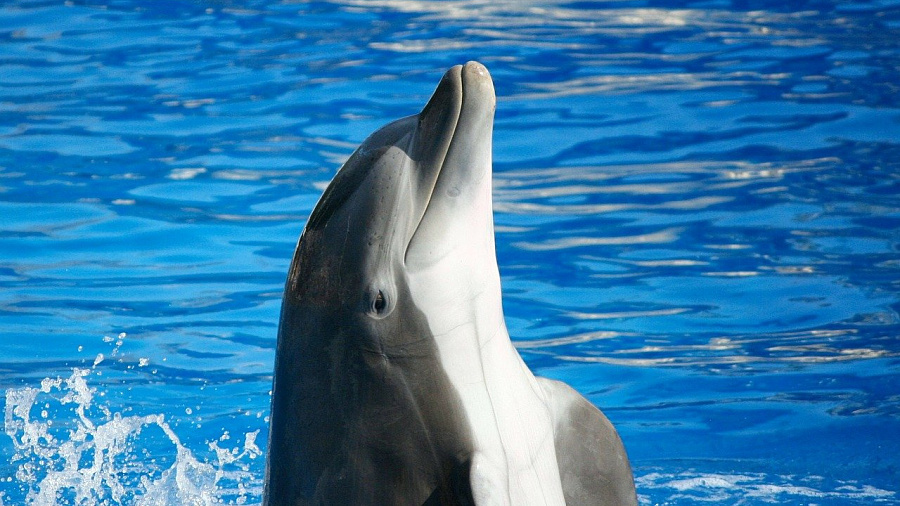 Бизнесмен из Краснодара незаконно вывез в Марокко двух дельфинов 