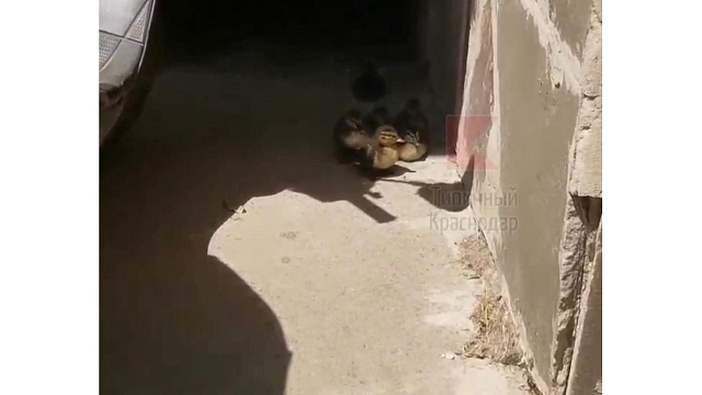 Семейство утят, бегающих у подъезда в Краснодаре, восхитило пользователей Сети